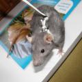 Harnais rat1