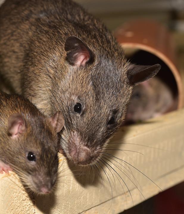 Rats agouti