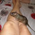 Rat agouti sorti