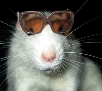 Rat lunette